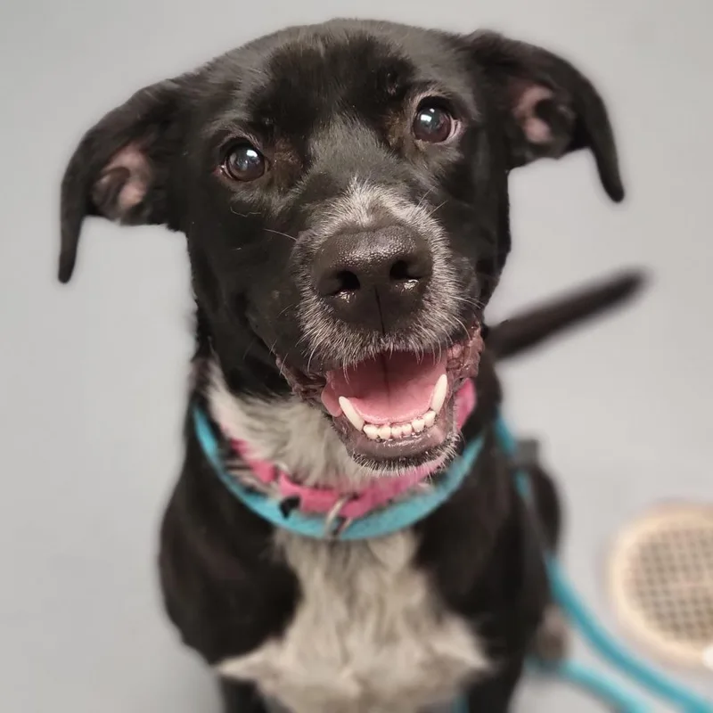 An adult medium-sized female Black Mixed Breed dog named Peaches for adoption in Sarasota, FL