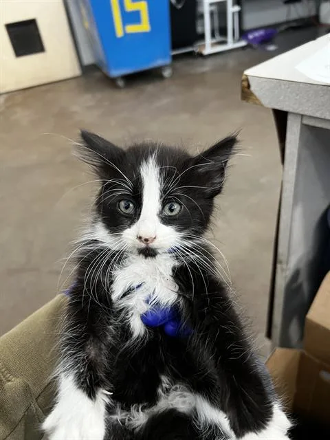 A baby medium-sized female Domestic Long Hair cat named Scarlet for adoption in Dallas, TX
