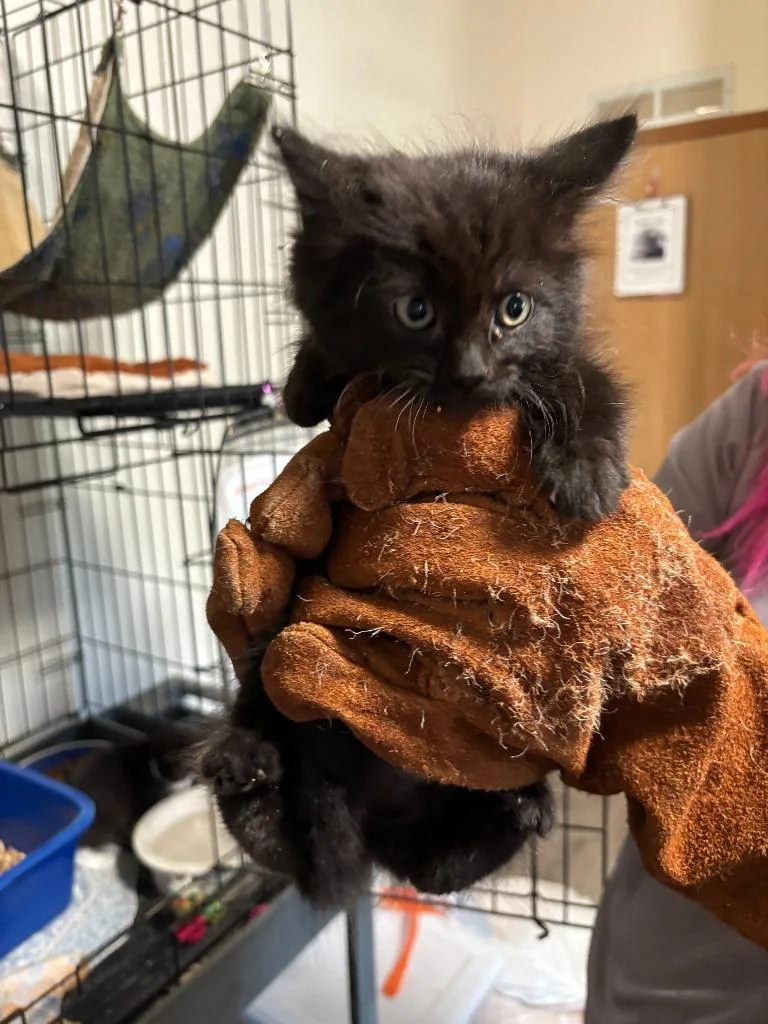 A baby medium-sized female Domestic Short Hair cat named Pepper for adoption in Thompson Falls, MT