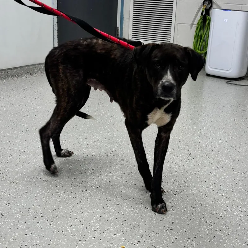 An adult medium-sized female Brindle Pit Bull Terrier dog named M&m for adoption in Indianapolis, IN