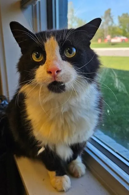 An adult large-sized male Domestic Long Hair cat named Friday for adoption in Lafayette, IN