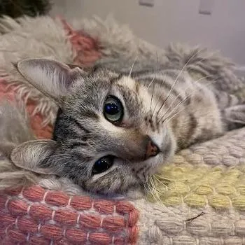 Mikki thumbnail 6