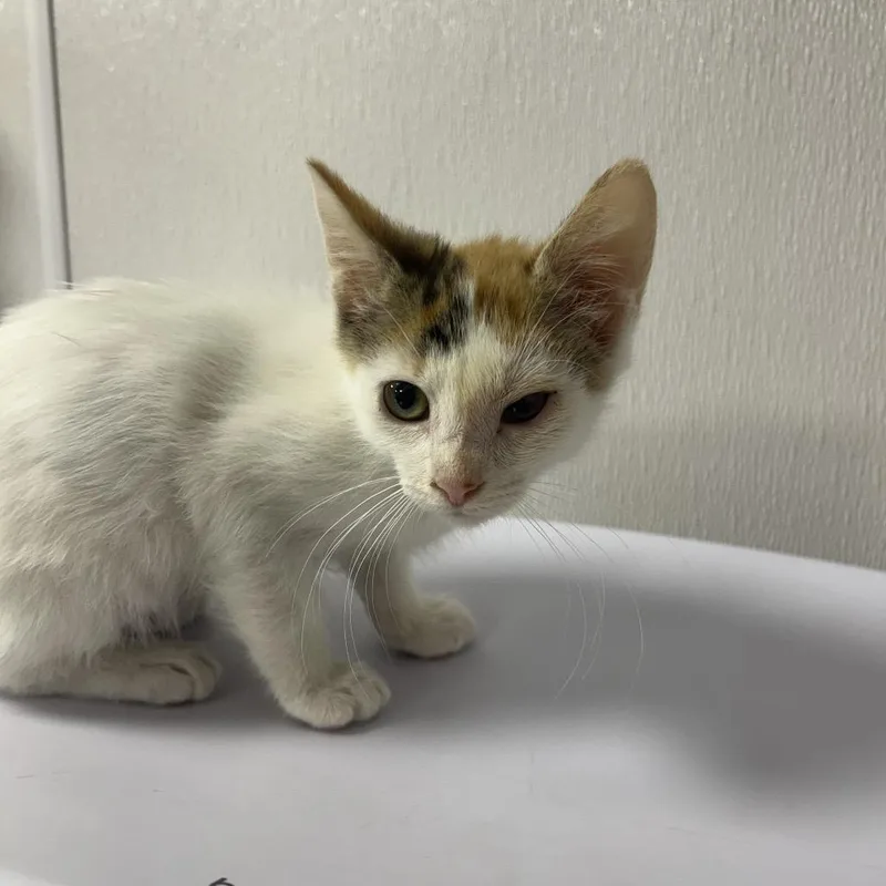 A baby small-sized female Calico Domestic Short Hair cat named Maeve for adoption in Gainesville, FL