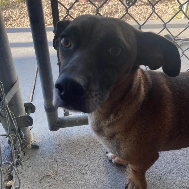 An adult small-sized male Brown / Chocolate Mixed Breed dog named Dobby for adoption in Buffalo, WY