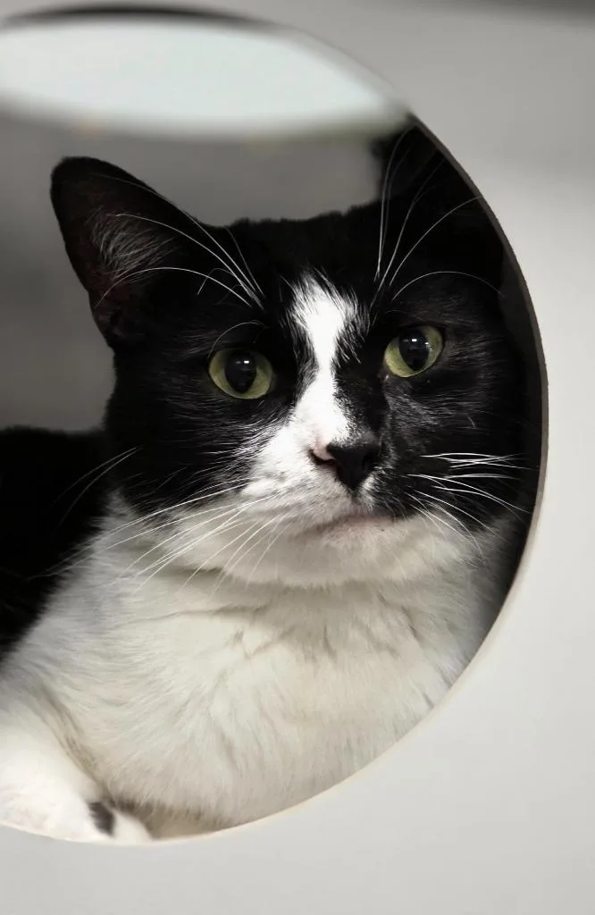 A young medium-sized male Domestic Short Hair cat named Metro for adoption in Huntington, IN