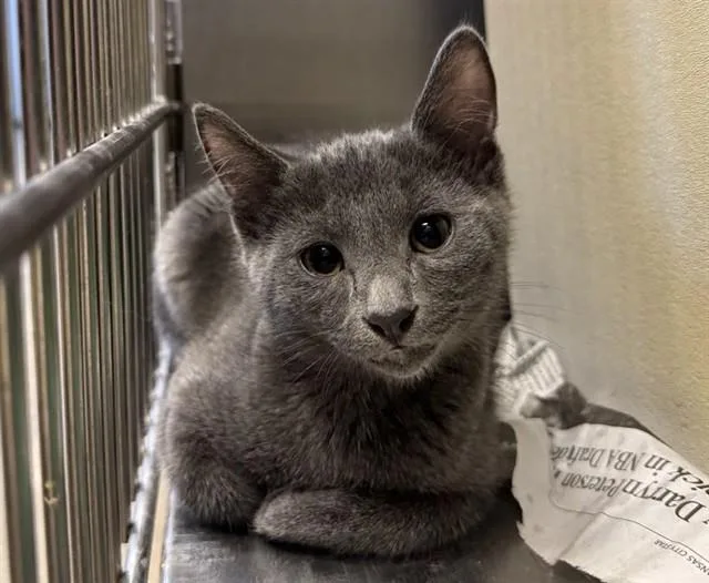 A baby small-sized male Domestic Short Hair cat named Lint for adoption in Olathe, KS