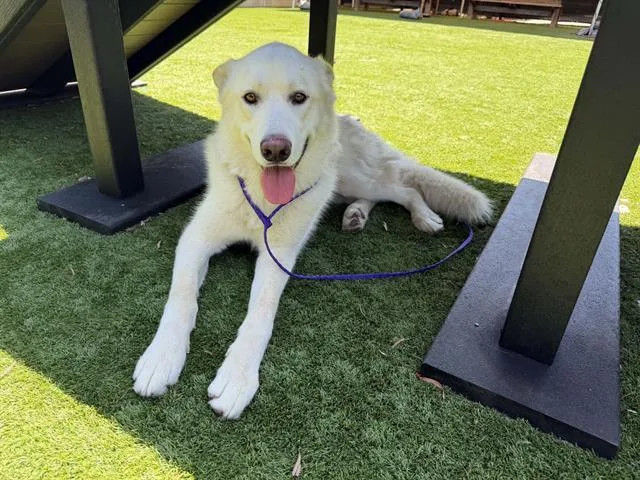 An adult large-sized male German Shepherd Dog dog named Mason for adoption in Tustin, CA