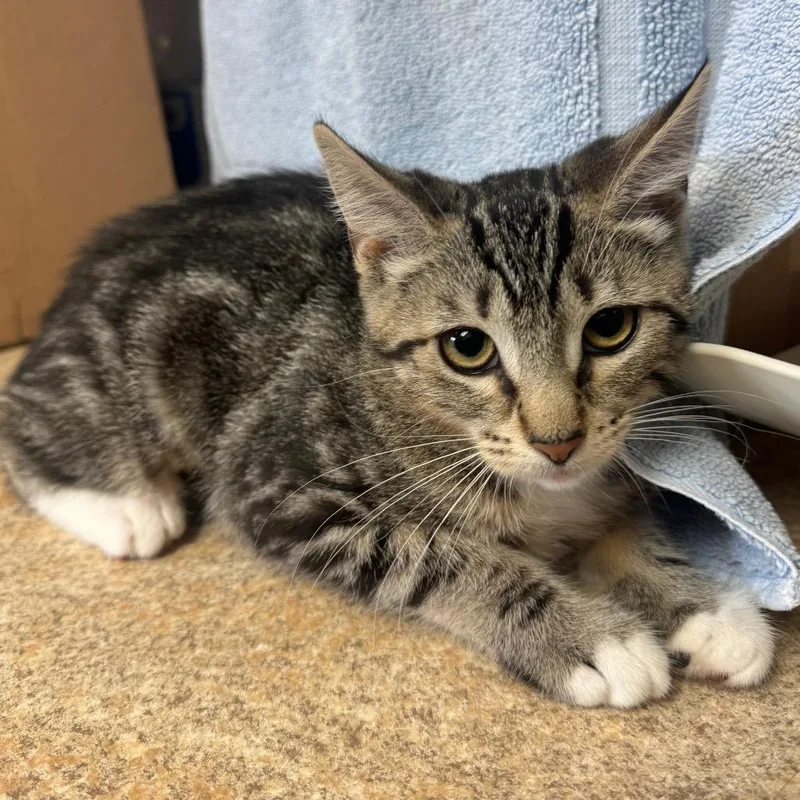 A baby small-sized female Domestic Short Hair cat named Coors for adoption in Easton, PA