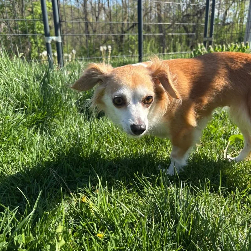 An adult small-sized female Yellow / Tan / Blond / Fawn Chihuahua dog named Brandie for adoption in Waynesboro, PA