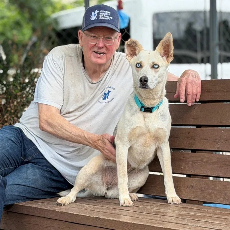 An adult medium-sized female Husky dog named Krispy Kreme for adoption in Dallas, TX
