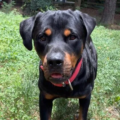 An adult large-sized male Black Rottweiler dog named Tito for adoption in Atlanta, GA