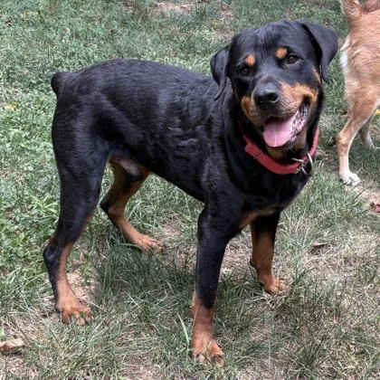 Tito thumbnail 2