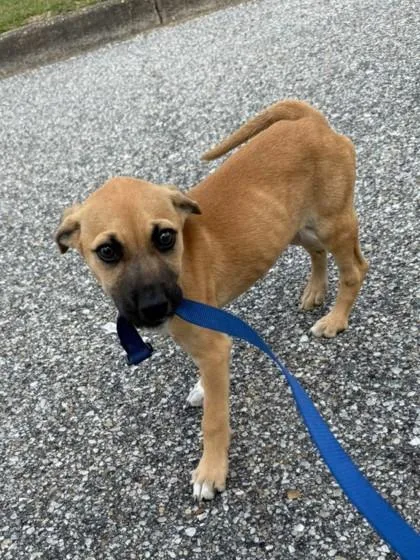 A baby medium-sized male Black Mouth Cur dog named Toast for adoption in Madison, NJ