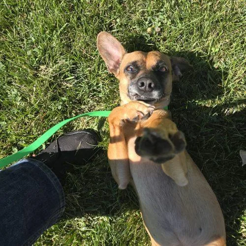 Frankie