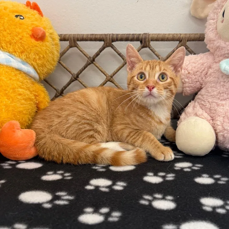 A baby small-sized male Orange / Red Domestic Short Hair cat named Theodore for adoption in Houston, TX