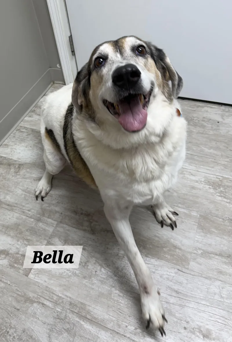 An adult large-sized female White / Cream Coonhound dog named Bella for adoption in Urbana, OH