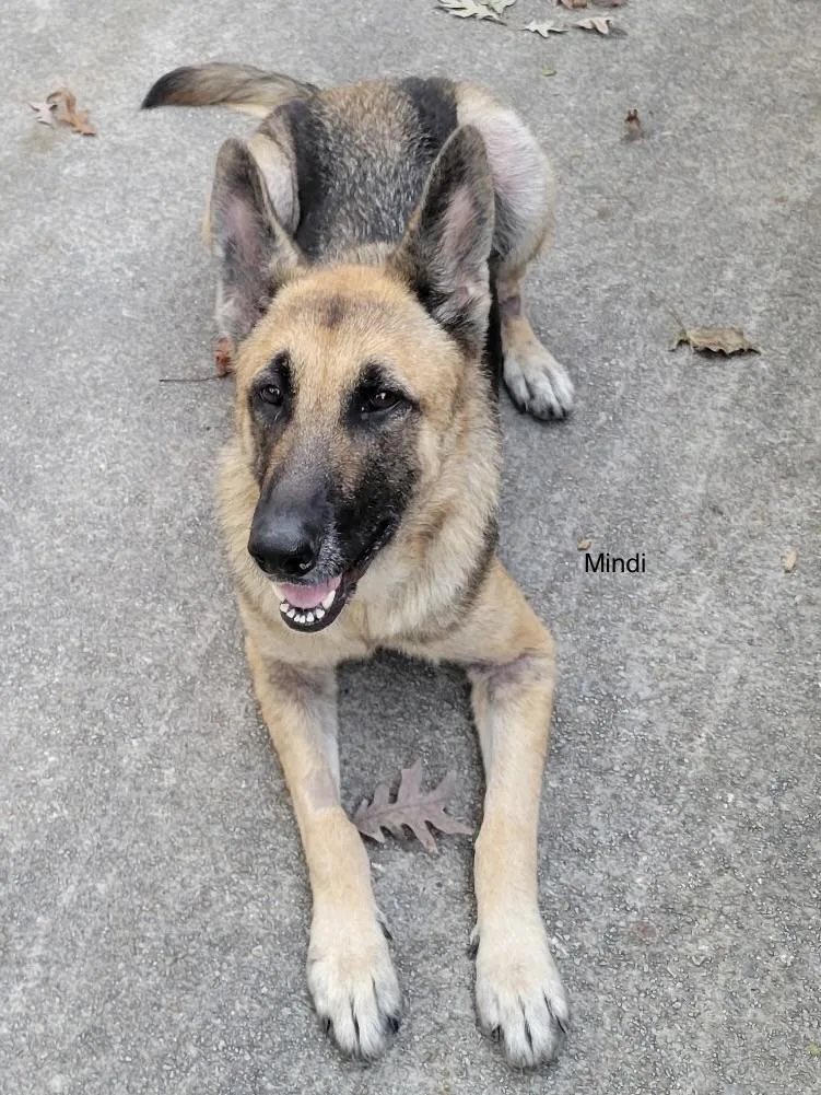 A young large-sized female German Shepherd Dog dog named Mindi for adoption in Rome, GA