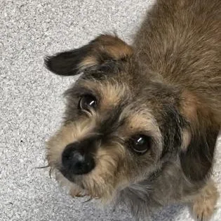 An adult small-sized male Fox Terrier dog named Hawk for adoption in Roseburg, OR