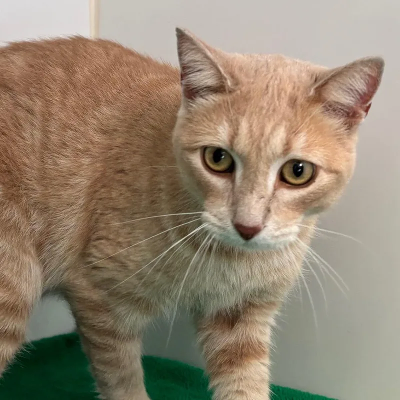 An adult medium-sized male Buff / Tan / Fawn Domestic Short Hair cat named Boogey  Coming Soon! for adoption in Naperville, IL
