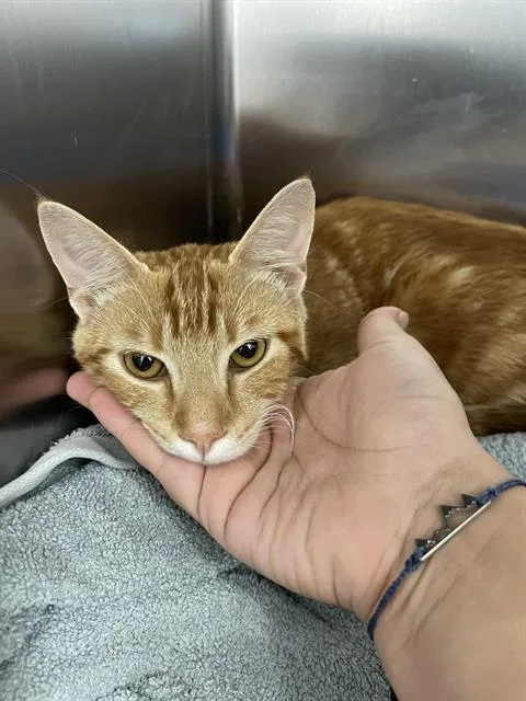 A young medium-sized male Domestic Short Hair cat named Princely for adoption in Santa Cruz, CA