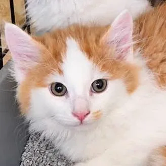 A baby small-sized male Orange / Red Domestic Long Hair cat named Fireball for adoption in Park Falls, WI