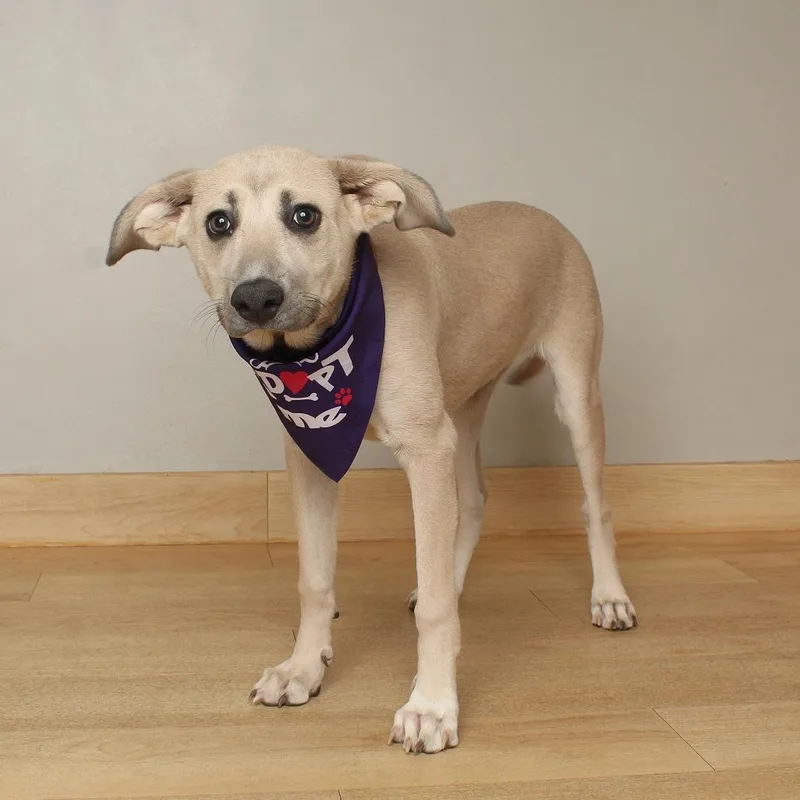 A young medium-sized female White / Cream Australian Shepherd dog named Dobby D for adoption in Minnetonka, MN