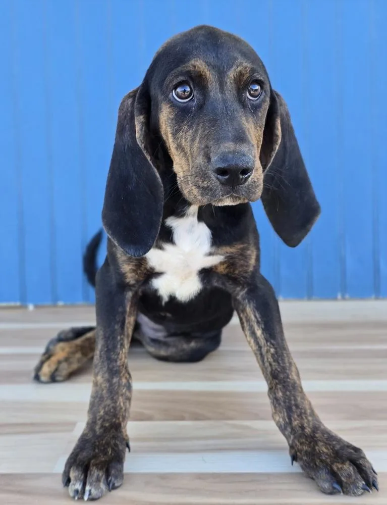 A baby large-sized female Plott Hound dog named Beretta for adoption in Sedalia, CO