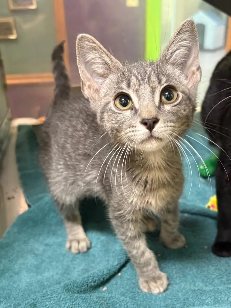 A baby small-sized male Domestic Short Hair cat named Topaz for adoption in Little Rock, AR