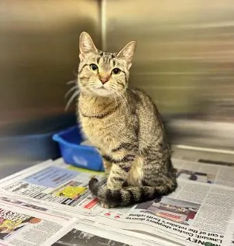 A young small-sized female Tabby (Brown / Chocolate) Domestic Short Hair cat named Hennessy for adoption in Cicero, IL