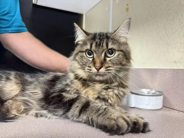 An adult small-sized female Maine Coon cat named Georgette for adoption in Salisbury, MD