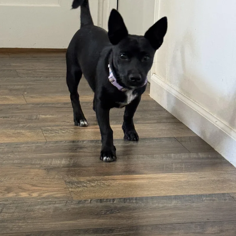 A young small-sized male Black Chihuahua dog named Tude for adoption in San Diego, CA