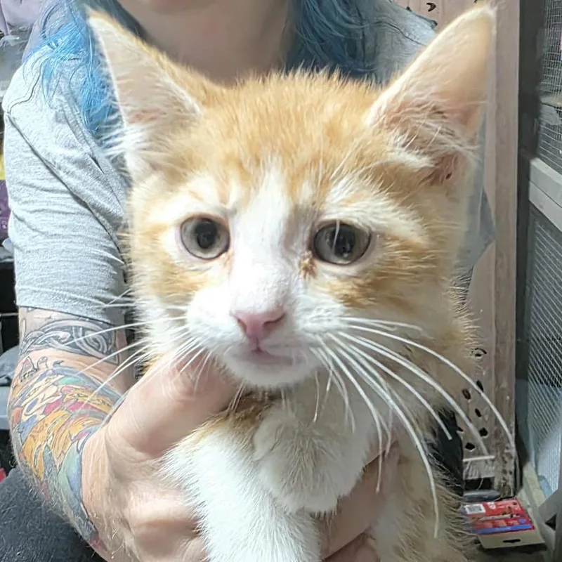 A baby small-sized male Orange / Red Domestic Short Hair cat named Cheez Whiz for adoption in Sioux Falls, SD