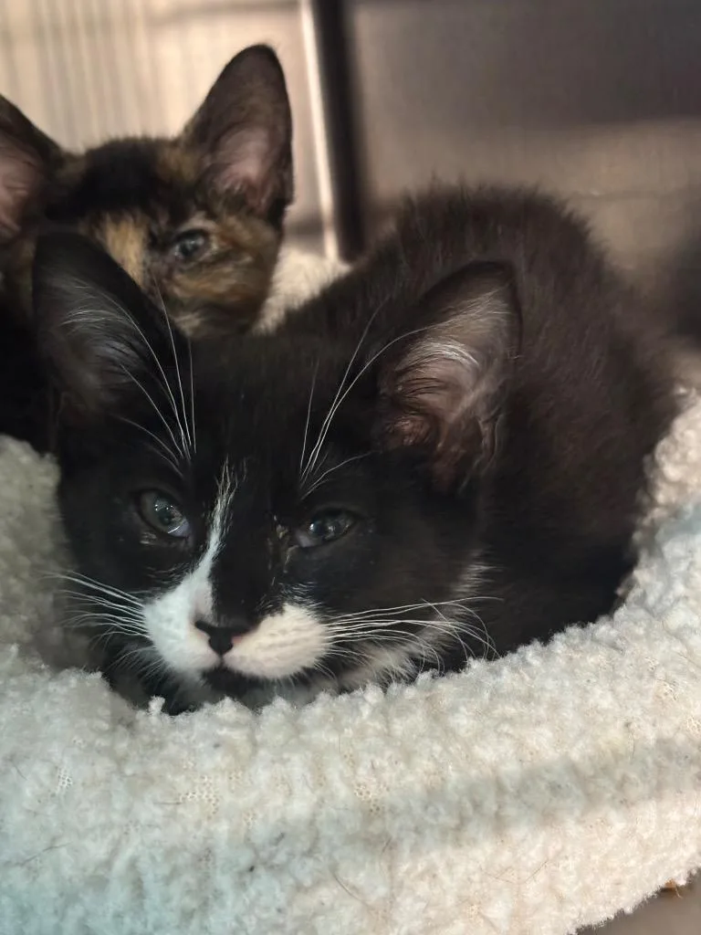 A young large-sized female Domestic Short Hair cat named Callie for adoption in Metter, GA