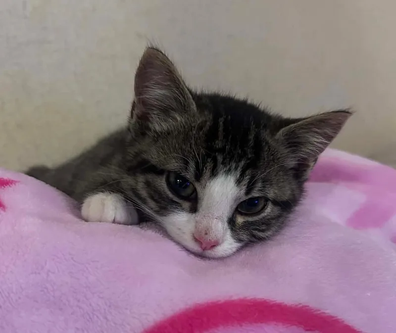 A baby medium-sized male Tabby (Buff / Tan / Fawn) Domestic Medium Hair cat named Bluey for adoption in Calera, AL