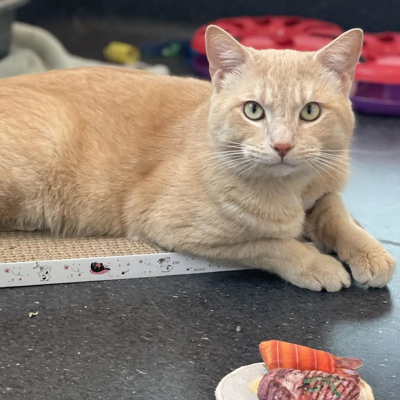 Fuzz Aldrin thumbnail 2