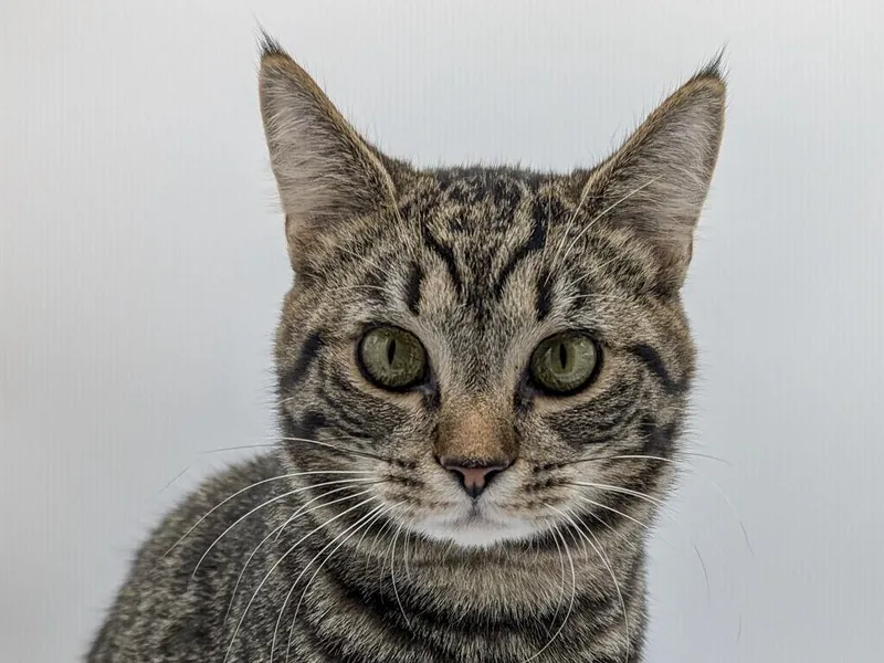 A baby small-sized male Domestic Short Hair cat named Hunter for adoption in Powell, OH