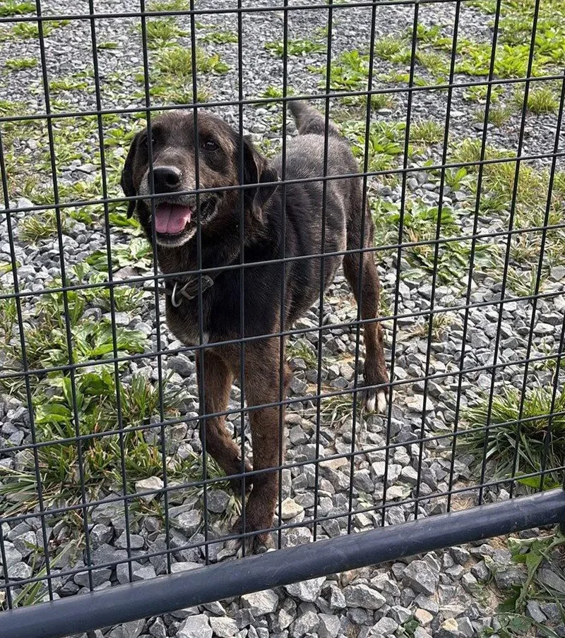 A senior medium-sized male Hound dog named Rocco for adoption in Hinton, WV