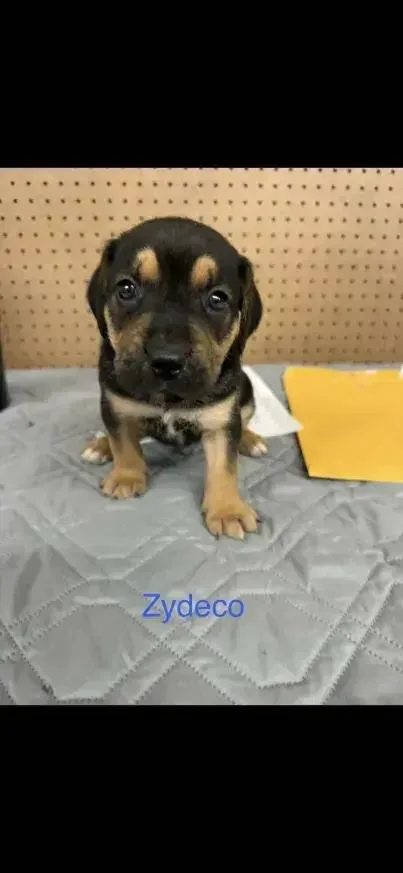 A baby small-sized male Tricolor (Brown, Black, & White) Mixed Breed dog named Zydeco for adoption in Grand Rapids, MI
