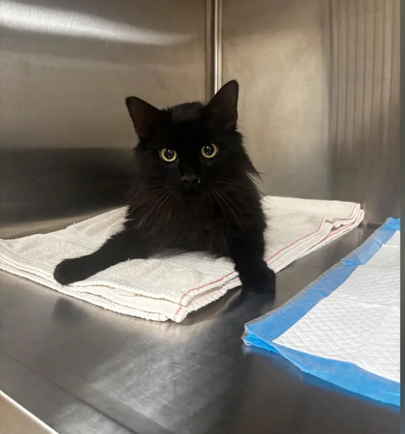 A young large-sized male Domestic Long Hair cat named Lt. Dan for adoption in Greenfield, IN