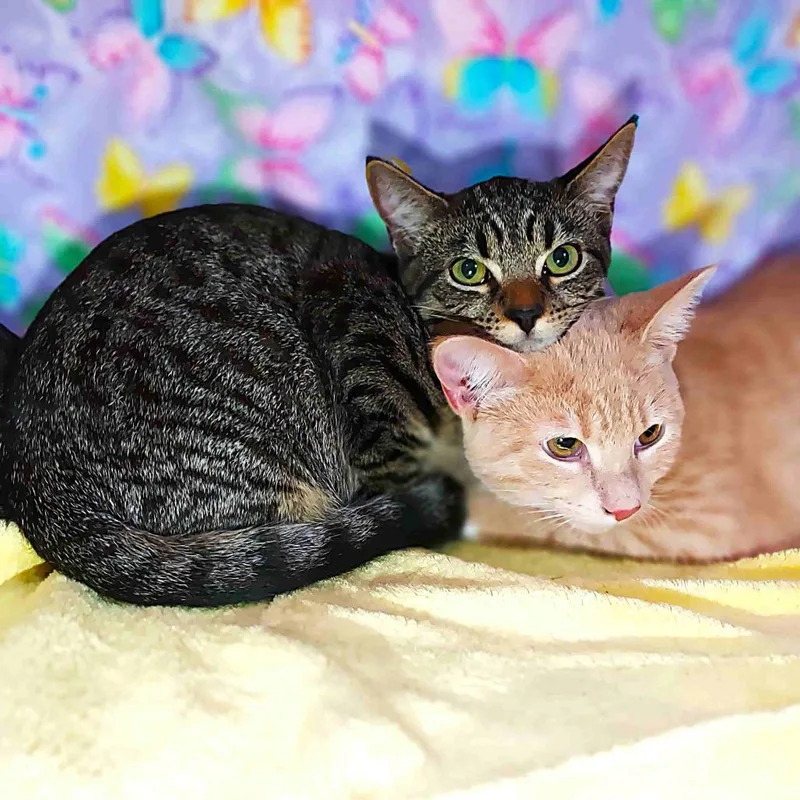 Marcia Brady thumbnail 2