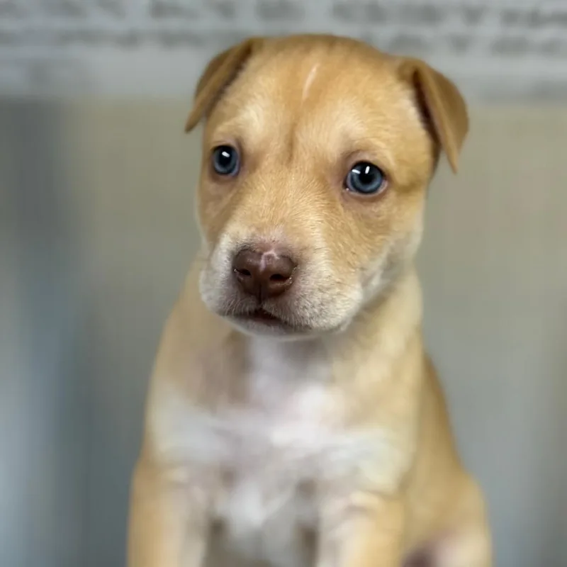 A baby small-sized female White / Cream Mixed Breed dog named Kay for adoption in Pauls Valley, OK