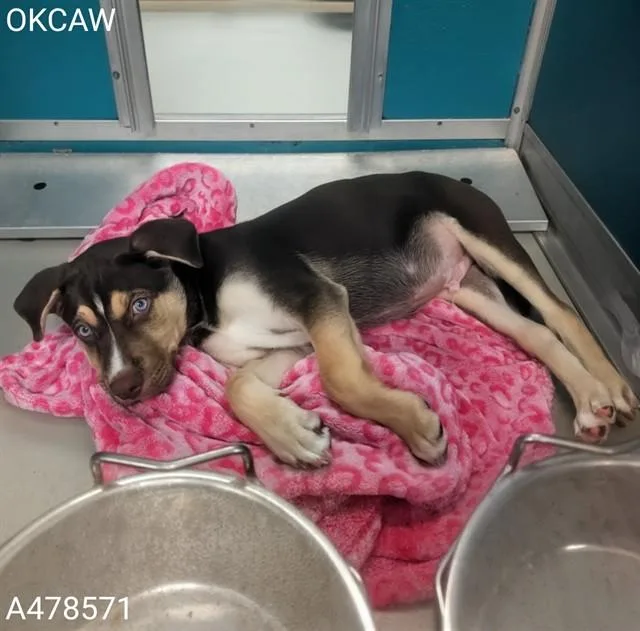 A baby small-sized male Siberian Husky dog named A for adoption in Oklahoma City, OK