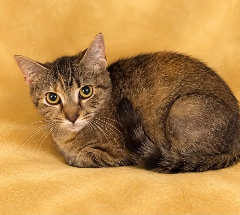 A young large-sized female Domestic Short Hair cat named TukTuk for adoption in Columbia, TN