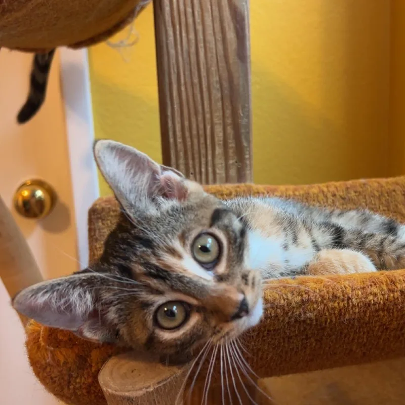 A baby small-sized female Torbie Domestic Short Hair cat named Tansy for adoption in Palmdale, CA