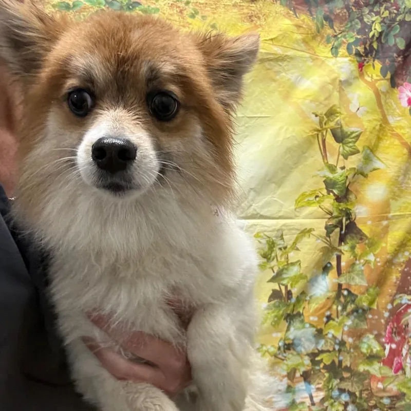 An adult small-sized male White / Cream Pomeranian dog named Jojo for adoption in Normal, IL