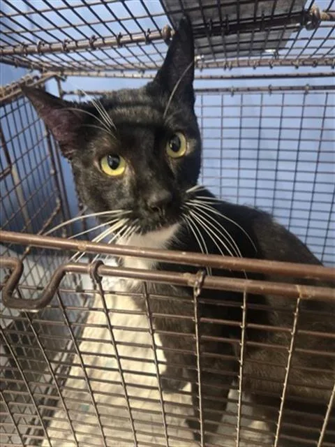 An adult medium-sized male Domestic Short Hair cat named Callum for adoption in San Bernardino, CA
