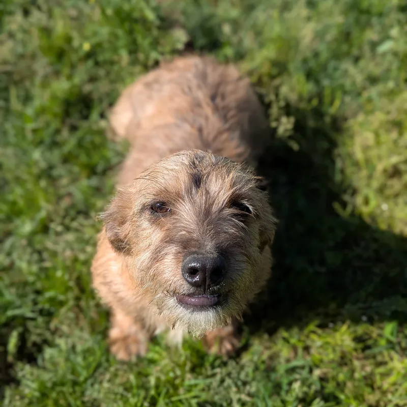 Bratwurst thumbnail 2