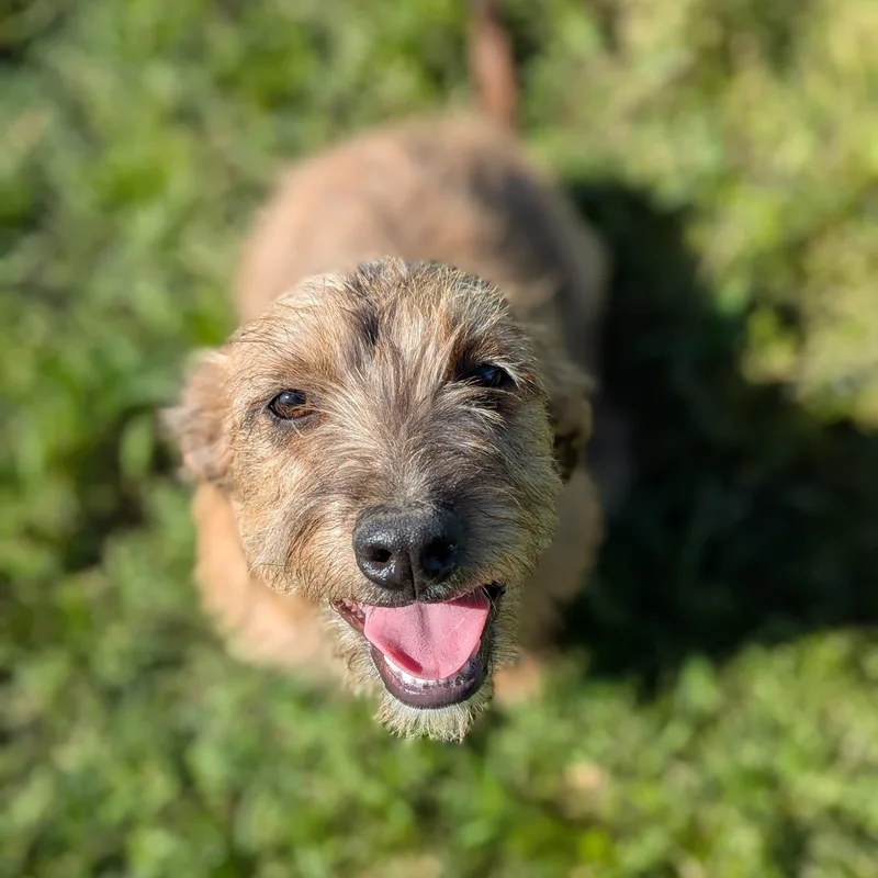 A baby small-sized male Brown / Chocolate Dachshund dog named Bratwurst for adoption in Kingsburg, CA