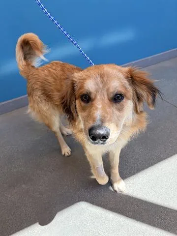 A young medium-sized male Border Collie dog named Rusty for adoption in San Martin, CA