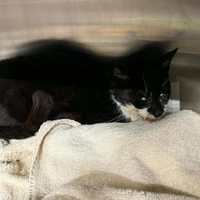 A senior medium-sized male Black Domestic Short Hair cat named Lamplighter for adoption in Pauls Valley, OK